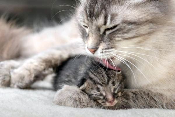 4 Наиболее распространенные трудности при рождении кошки: как узнать, родила ли моя кошка всех ее котят