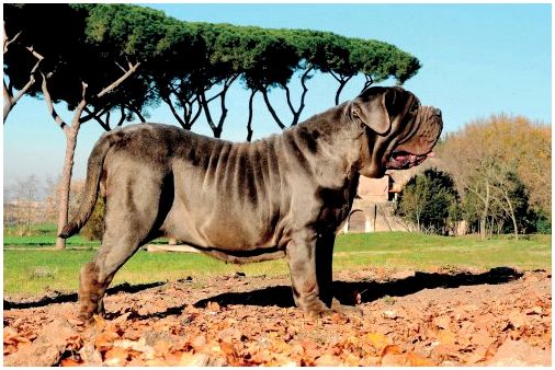 Неаполитанский мастиф, одна из пород молосских собак