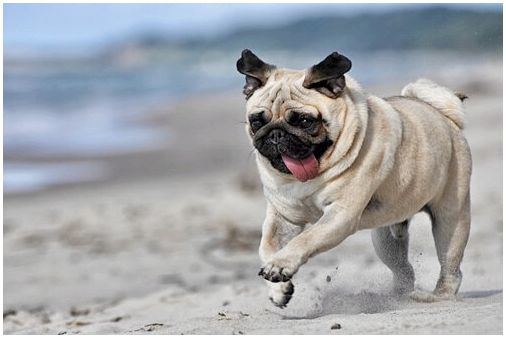 Мопс бежит по песку