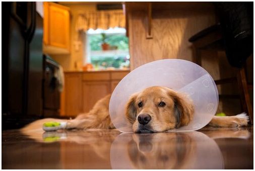 7 советов по уходу за собакой после операции