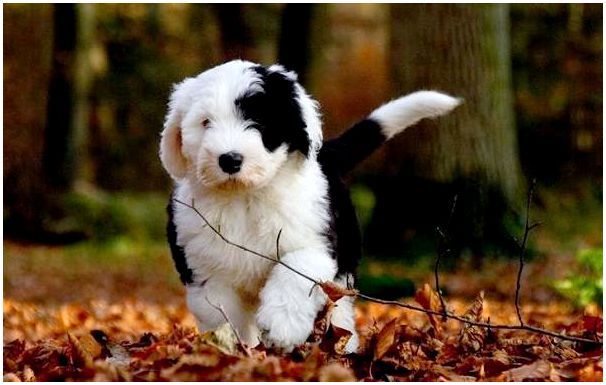 Бобтейл-собака-Описание-особенности-виды-уход-и-цена-породы-бобтейл-9