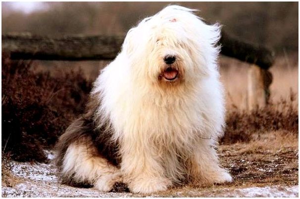 Бобтейл-собака-Описание-особенности-виды-уход-и-цена-породы-бобтейл-13