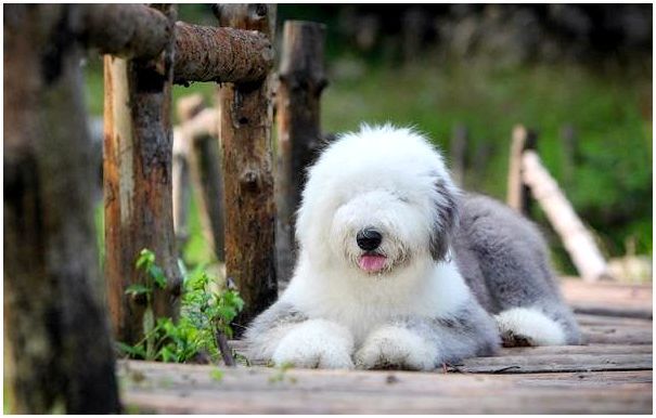 Бобтейл-собака-Описание-особенности-виды-уход-и-цена-породы-бобтейл-4