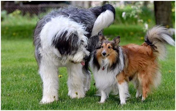 Бобтейл-собака-Описание-особенности-виды-уход-и-цена-породы-бобтейл-12