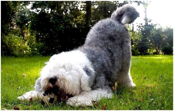 Бобтейл-собака-Описание-особенности-виды-уход-и-цена-породы-бобтейл-8