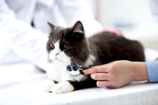 Булькающий звук в животе кошки: воспалительное заболевание кишечника