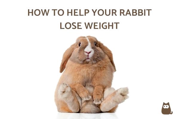 Чем кормить моего кролика с лишним весом