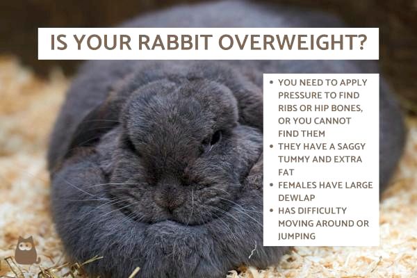Чем кормить моего кролика с избыточным весом: как определить, что ваш кролик имеет лишний вес