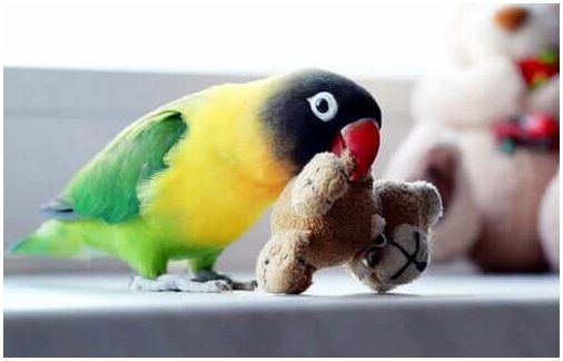 Птица играет с игрушкой.