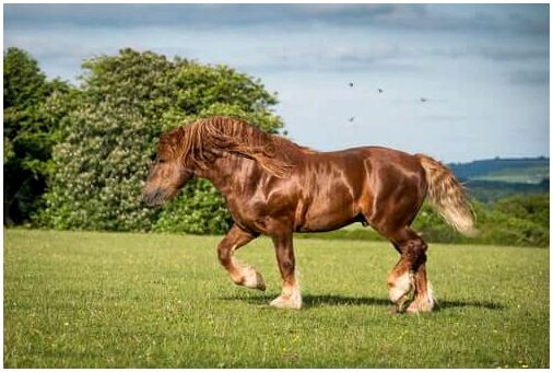 Десятка самых распространенных пород лошадей в мире