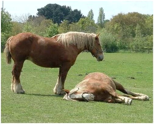 Две лошади в поле.