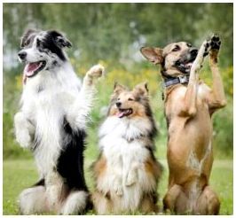 Обучаем собаку командам «фас», «сидеть», «рядом»: эффективные методы