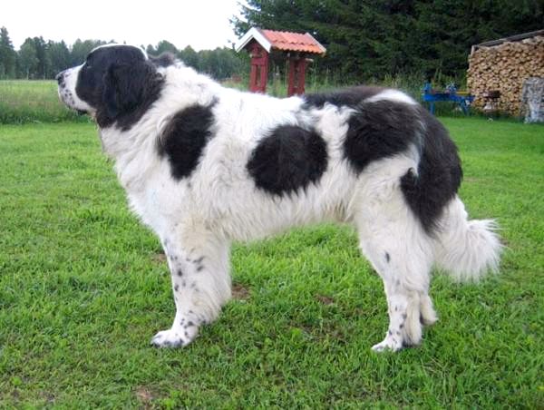 Французские породы собак - 10. Великие Пиренеи