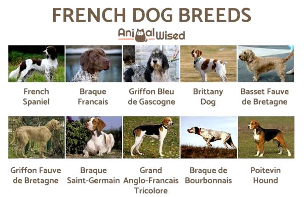 Французские породы собак - Больше французских пород собак