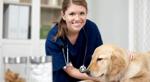 Глаукома у собак: как лечится глаукома у собак?