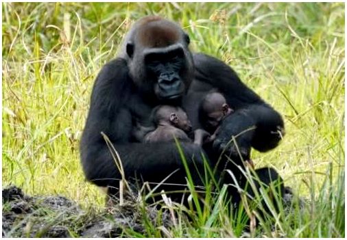 Мать гориллы со своими детьми.