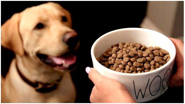 Что лучше для собаки натуральное питание или сухой корм для thumbnail
