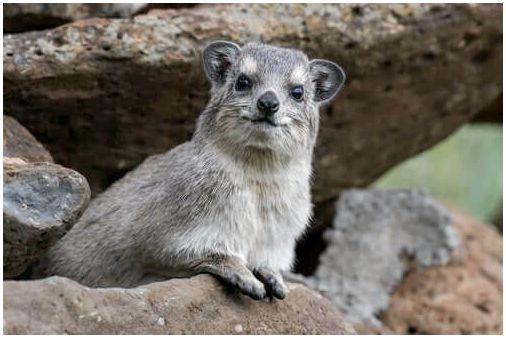 Hyrax акробатический рок