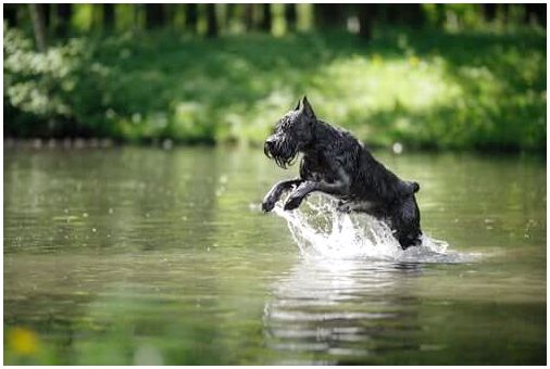 Собака прыгает в воду.