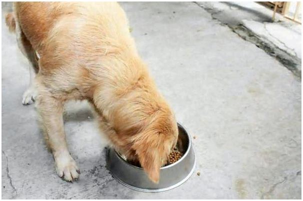 Как кормить собак зимой на улице и дома, сухим кормом, натуралкой