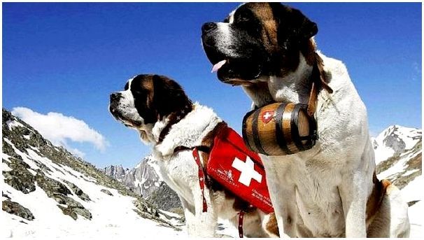 Собака альпинист спасатель порода
