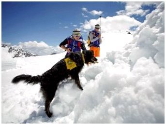 Как называется порода собак которая спасает в горах