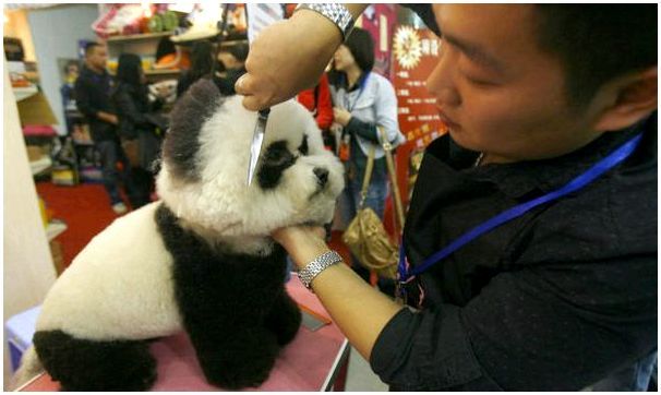 Как называется порода собак похожих на панду thumbnail