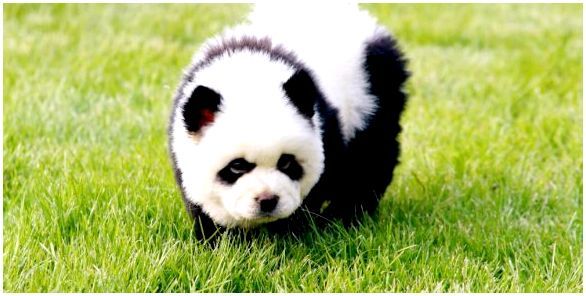 Чау-чау панда щенок