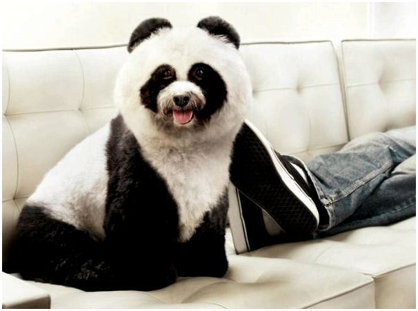 Порода собаки окрас панда