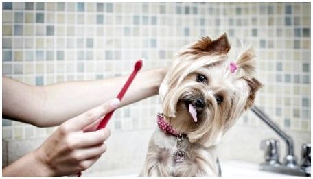 Рекомендации по выбору зубной пасты для собак