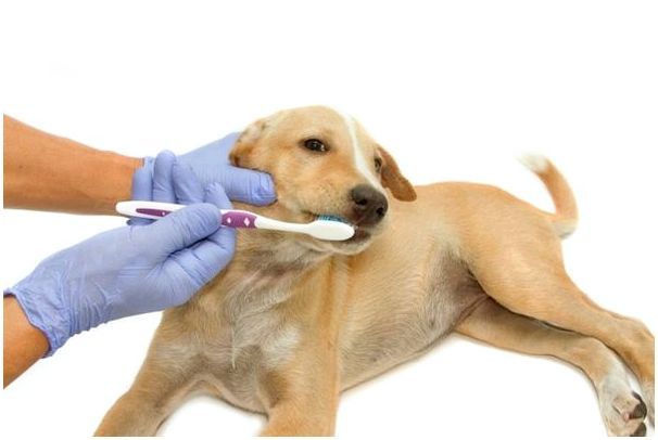 Какой пастой для зубов чистить собаке зубы