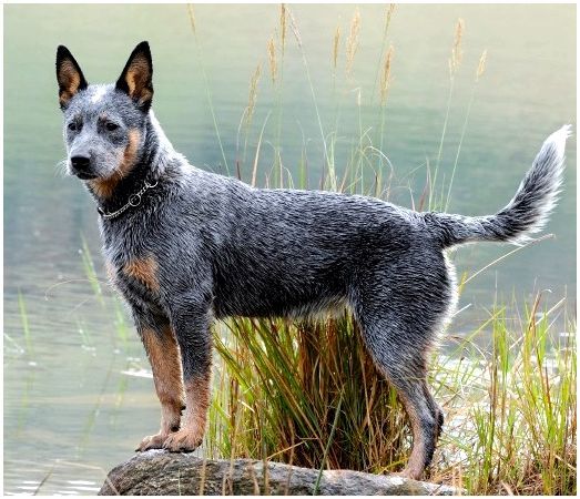 Топ-10 самых умных пород собак: австралийская пастушья собака