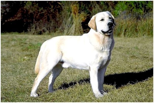 Топ-10 самых умных пород собак: лабрадор-ретривер