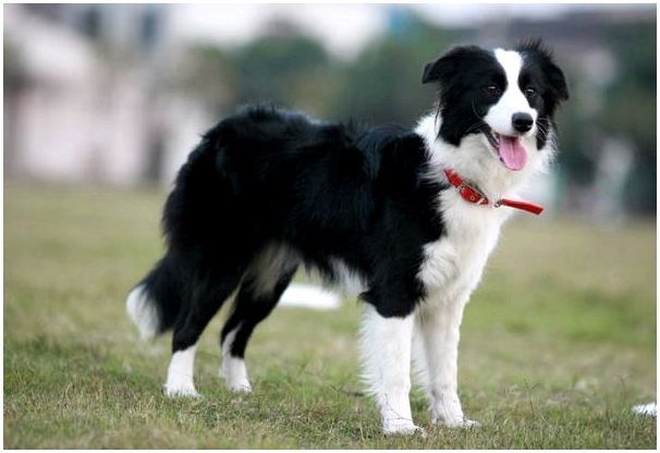 Топ-10 самых умных пород собак: бордер-колли
