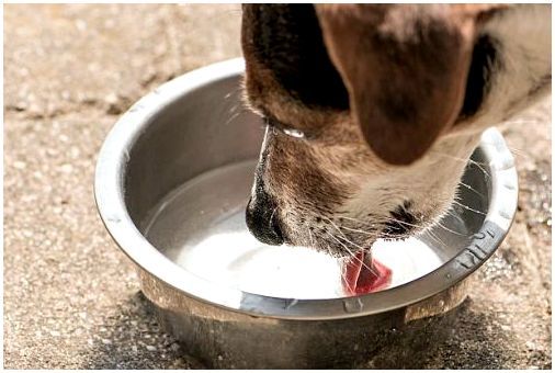 в каких случаях собака начинает пить много воды