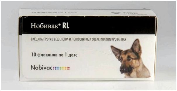 нобивак