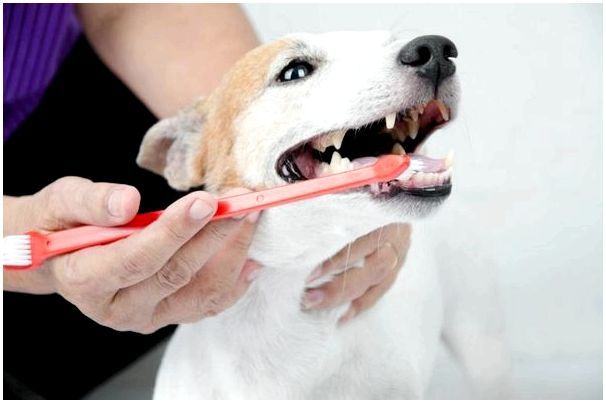 Какую зубную пасту для собак выбрать