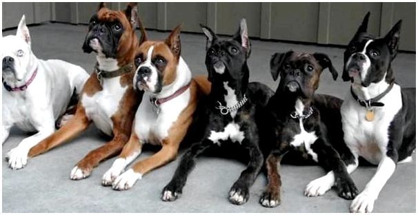 Собаки фото с названиями пород боксер