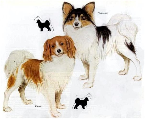 Картинки пород собак папильон
