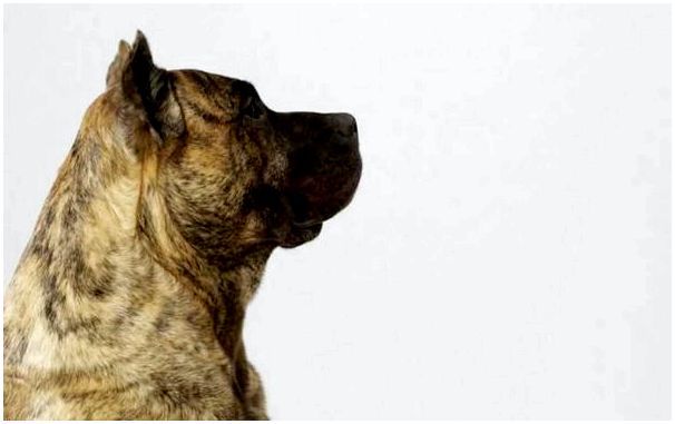 Фотография породы собаки стаф