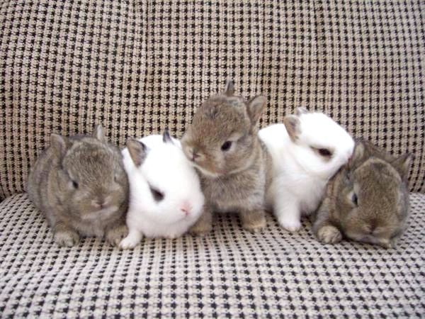 Кормление карликового кролика - Как кормить малыша-карликового кролика?