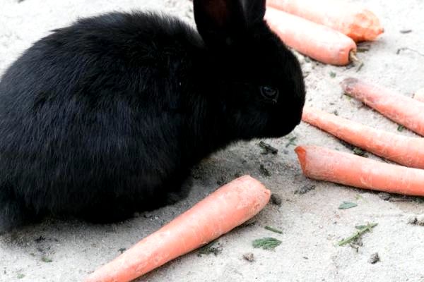 Кормление карликового кролика: рекомендуемые продукты для кроликов