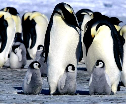 Лучшие документальные фильмы о животных для осведомленности о сохранении - 2. Марш пингвинов (2005)