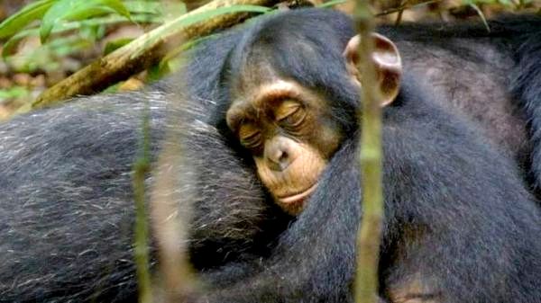 Лучшие документальные фильмы о животных для осведомленности о сохранении - 3. Шимпанзе (2012)