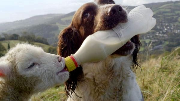 Лучшие документальные фильмы о животных для осведомленности о сохранении - 6. Тайная жизнь собак (2013)