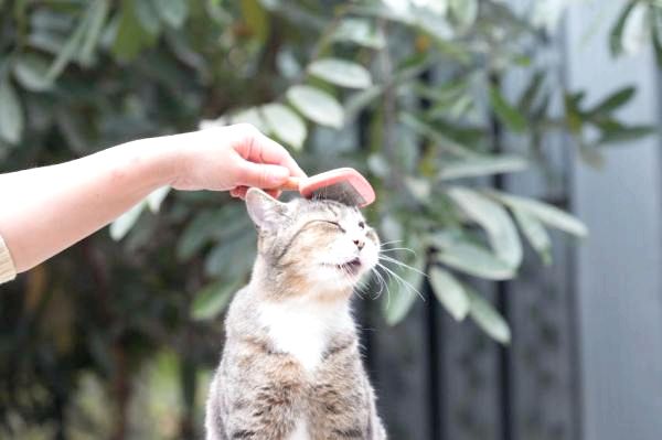 Лучшие советы о том, как чистить кошку - Как чистить кошку - пошаговые инструкции
