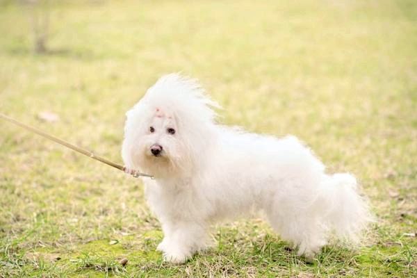 Маленькие породы белых собак - Маленькие породы белых собак, которые не проливают: Болонская собака