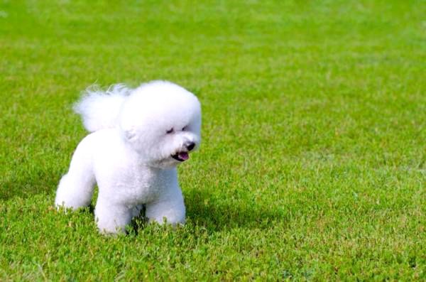 Маленькие белые породы собак - французские маленькие белые породы собак: бишон фризе