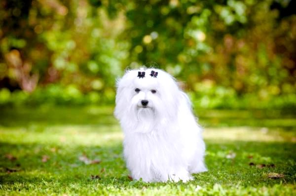 Маленькие белые породы собак - Маленькие белые породы собак: мальтийская собака