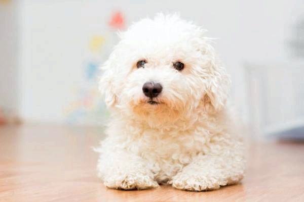 Маленькие белые породы собак - Маленькие белые породы собак, которые не теряют: игрушечный пудель